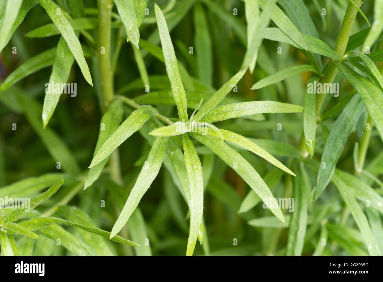Die Nahaufnahme des Estragons (Artemisia dracunculus), auch bekannt als Estragon, ist eine mehrjährige Pflanze aus der Familie der Sonnenblumen, die in einem Kräutergarten wächst Stockfoto