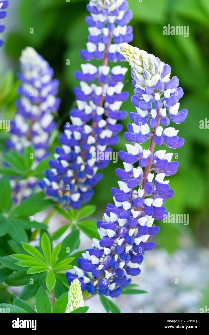 Lupinus (oder Lupin, Lupin, Bluebonnet) 'King Canute' mit dunkelblauen und weißen zweifarbigen Blütenblättern, blüht im Juni in Niederösterreich Stockfoto