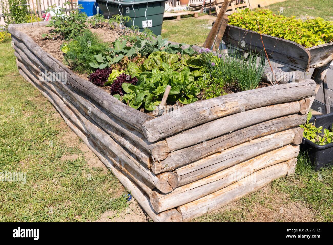 Kräuter und Gemüse - Kohlrabi, Salat, Spinat und Schnittlauch - wachsen in einem hölzernen Gemüse-/Kräutergartentopf Stockfoto