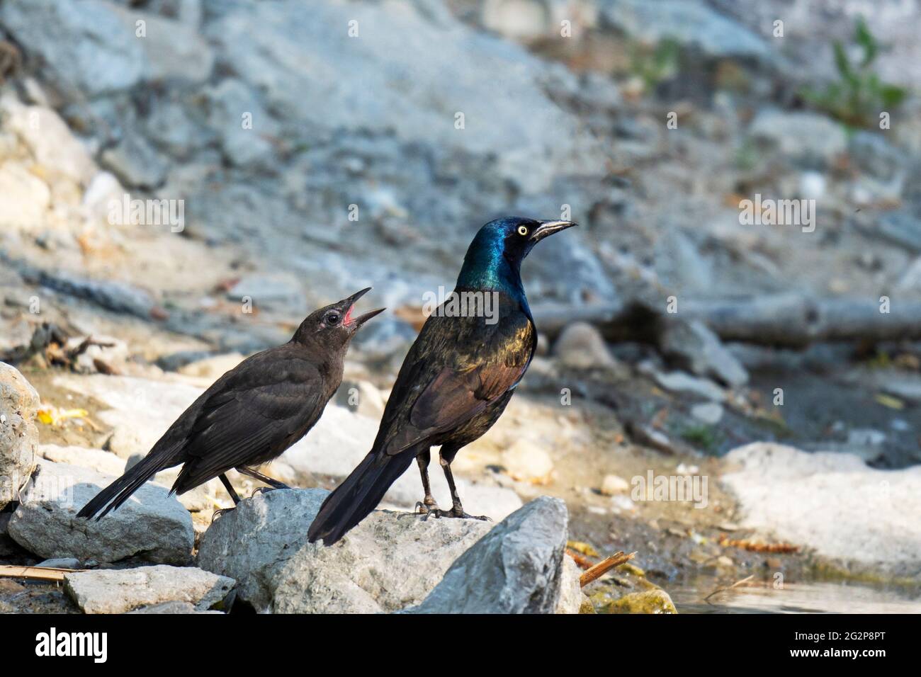 Juvenile Common Grackle (Quiscalus quiscula) mit Eltern Erwachsener weiblicher Grackle Stockfoto