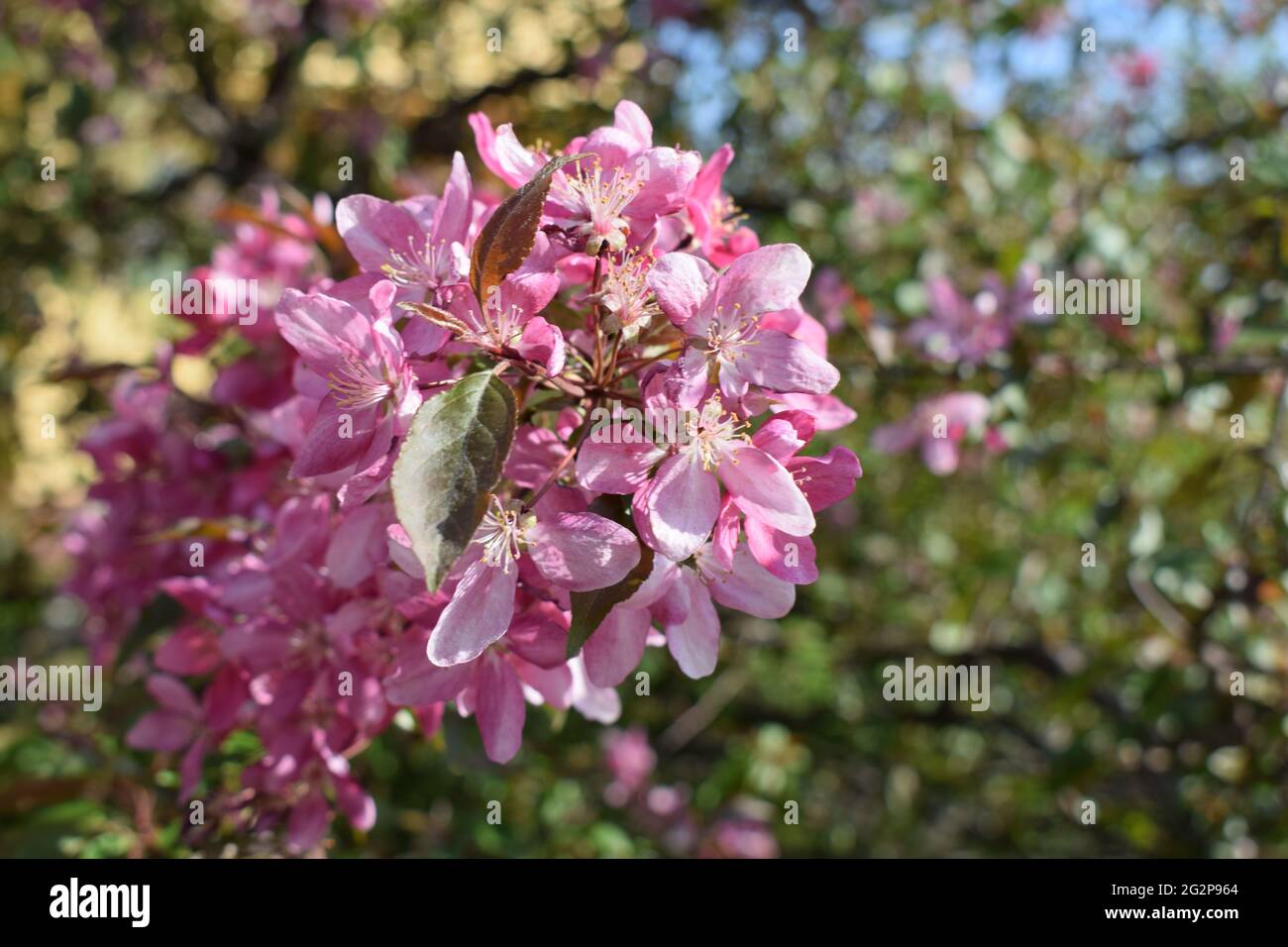 Sakura Blüte im Frühling, schöne rosa Blüten in Naturzustand. Rosa Blüten und Knospen der Zwergmandel (Prunus tenella Batsch). Sprotte Stockfoto