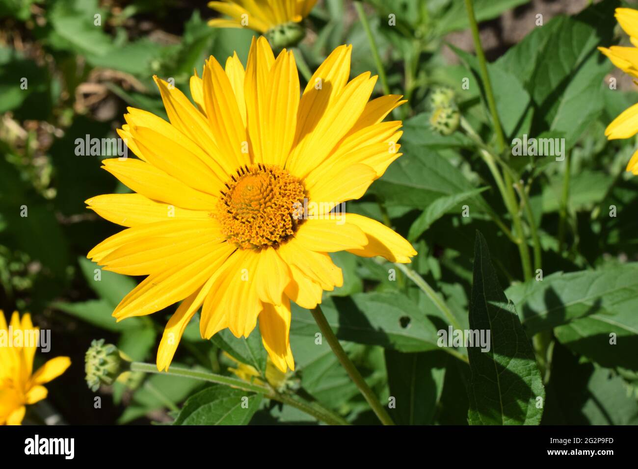 Gelbe Blüten. Blühende Blumen im Garten. Heliopsis. Sonnenblumenfamilie.  Gelbe Gänseblümchen. Nahaufnahme. Wilde Blume, leicht zu züchten. Als Fals  bezeichnet Stockfotografie - Alamy