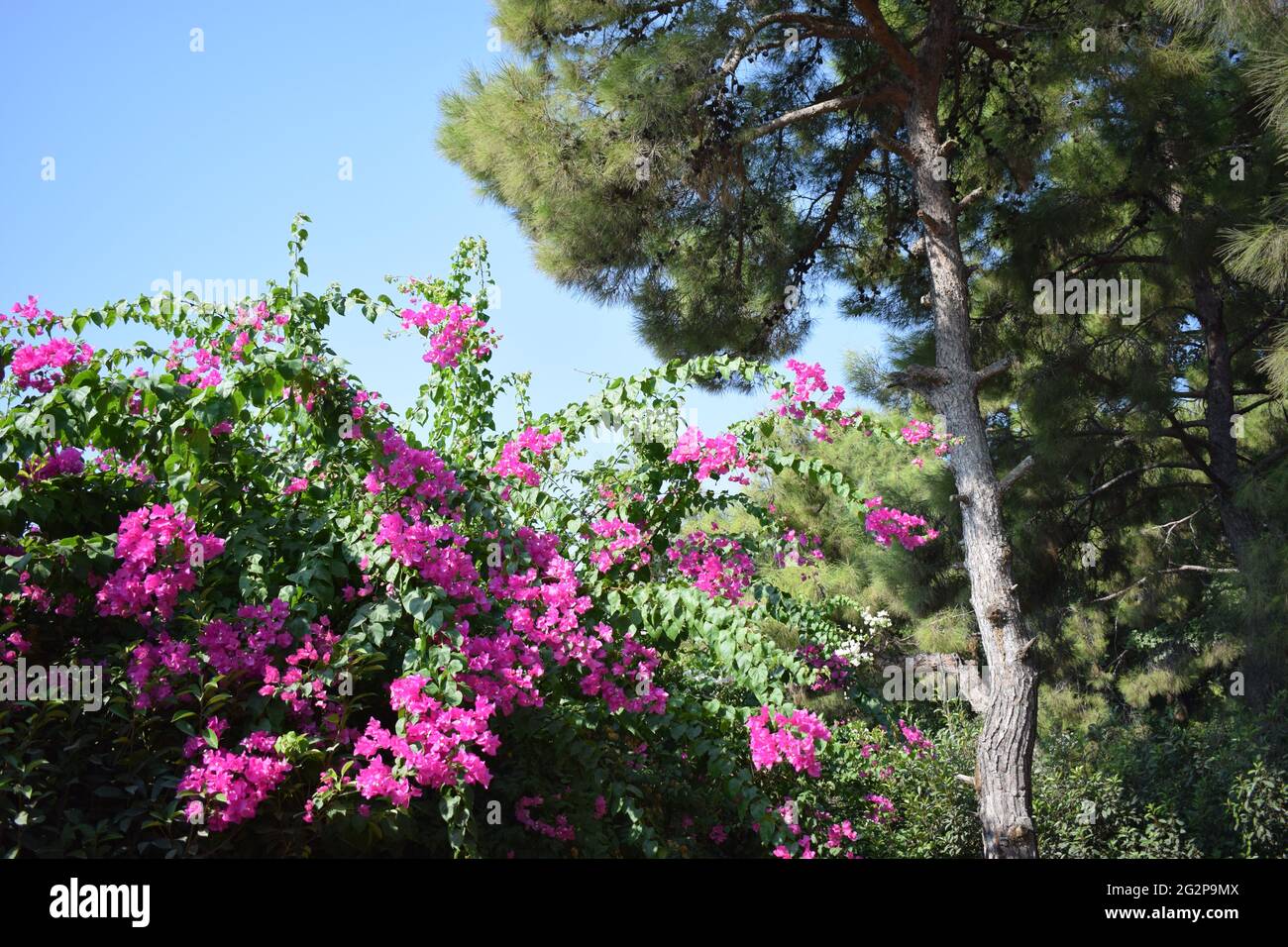 Lila Bougainvillea Blumen. Bougainvillea ist eine beliebte Zierpflanze