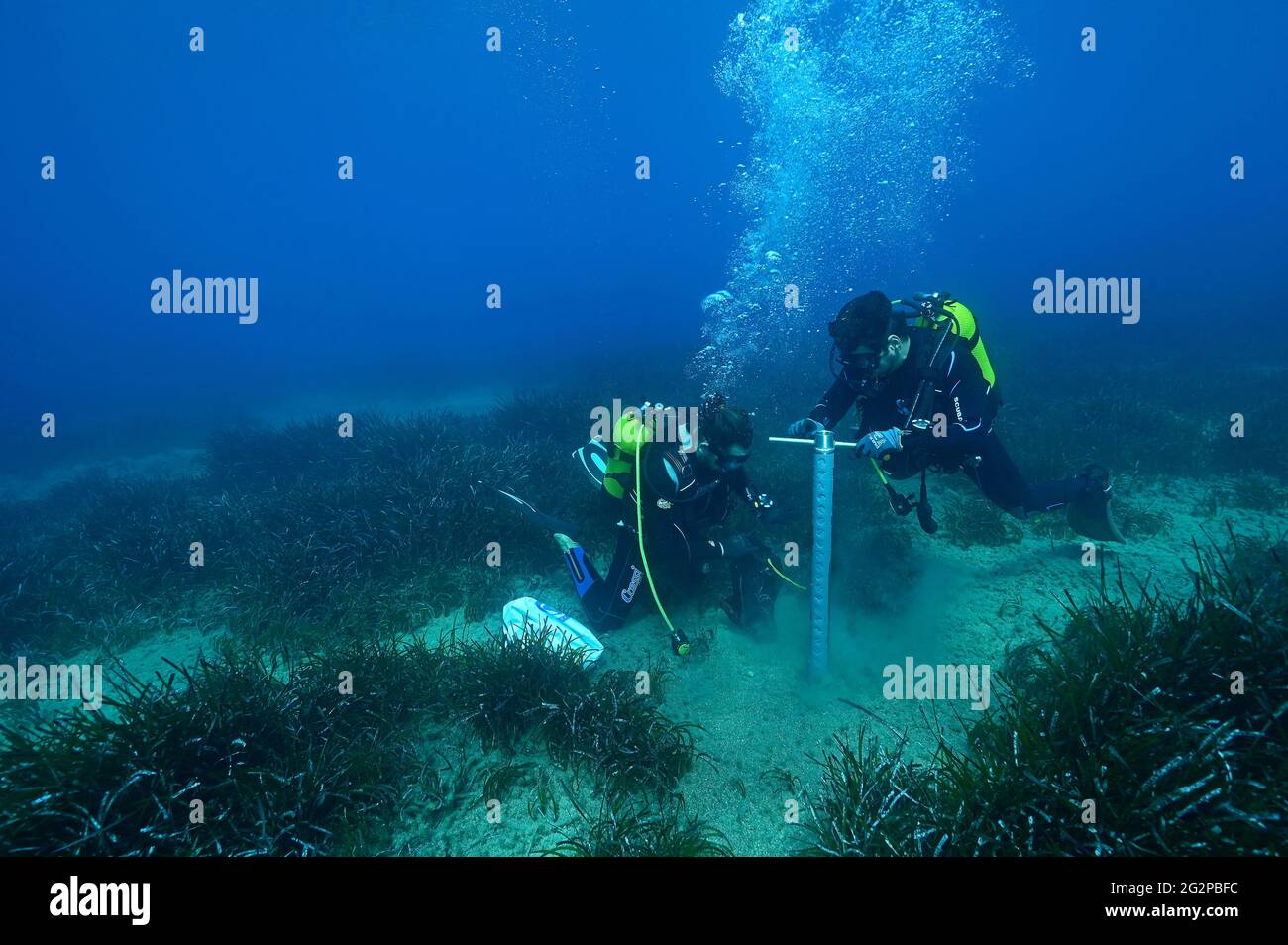 Blue Carbon Sampling auf Neptune Grass, Posidonia oceanica, Wiesen, Gokova Bay Marine Protected Area, Marmaris Turkey. Stockfoto