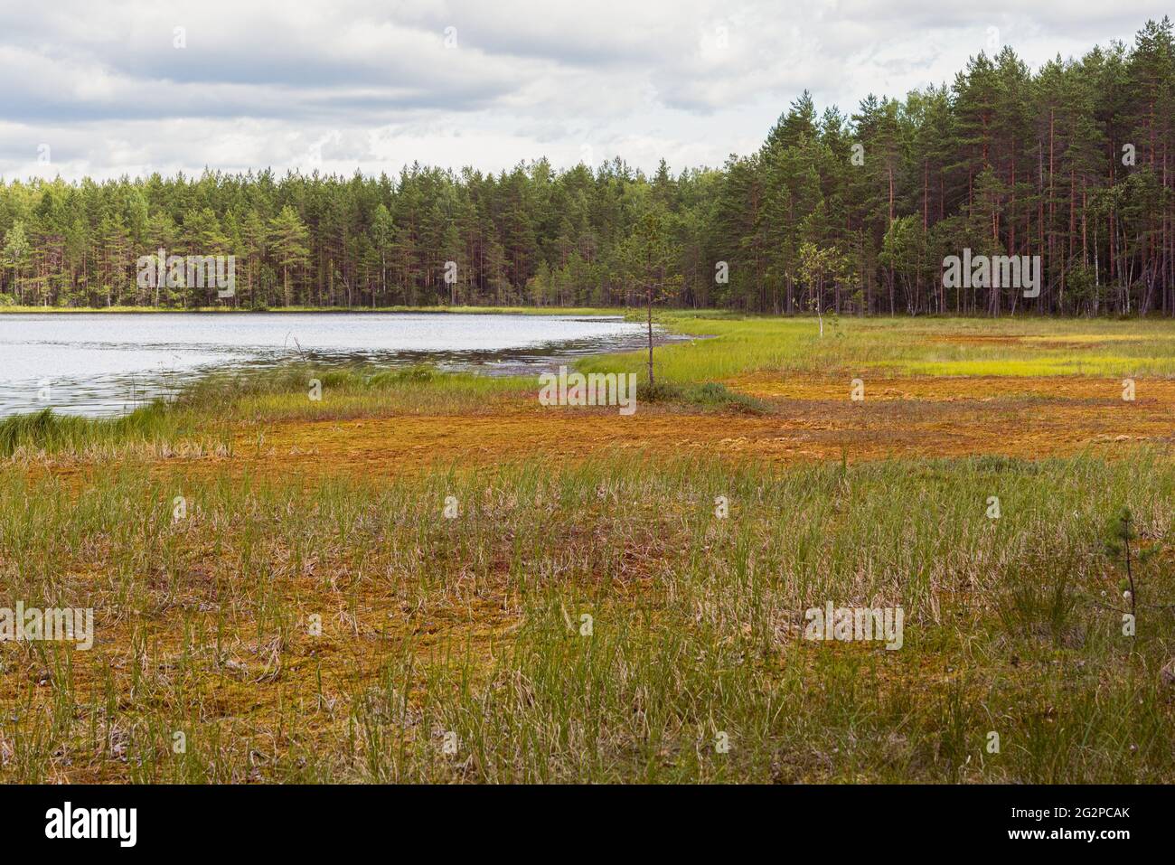 Sommermoor (Sumpf) am Seeufer neben Kiefernwald im Bezirk Vybord an der Grenze zu Russland und Finnland. Das Moor bildete sich mit einer Multi-Meter-Schicht aus Stockfoto