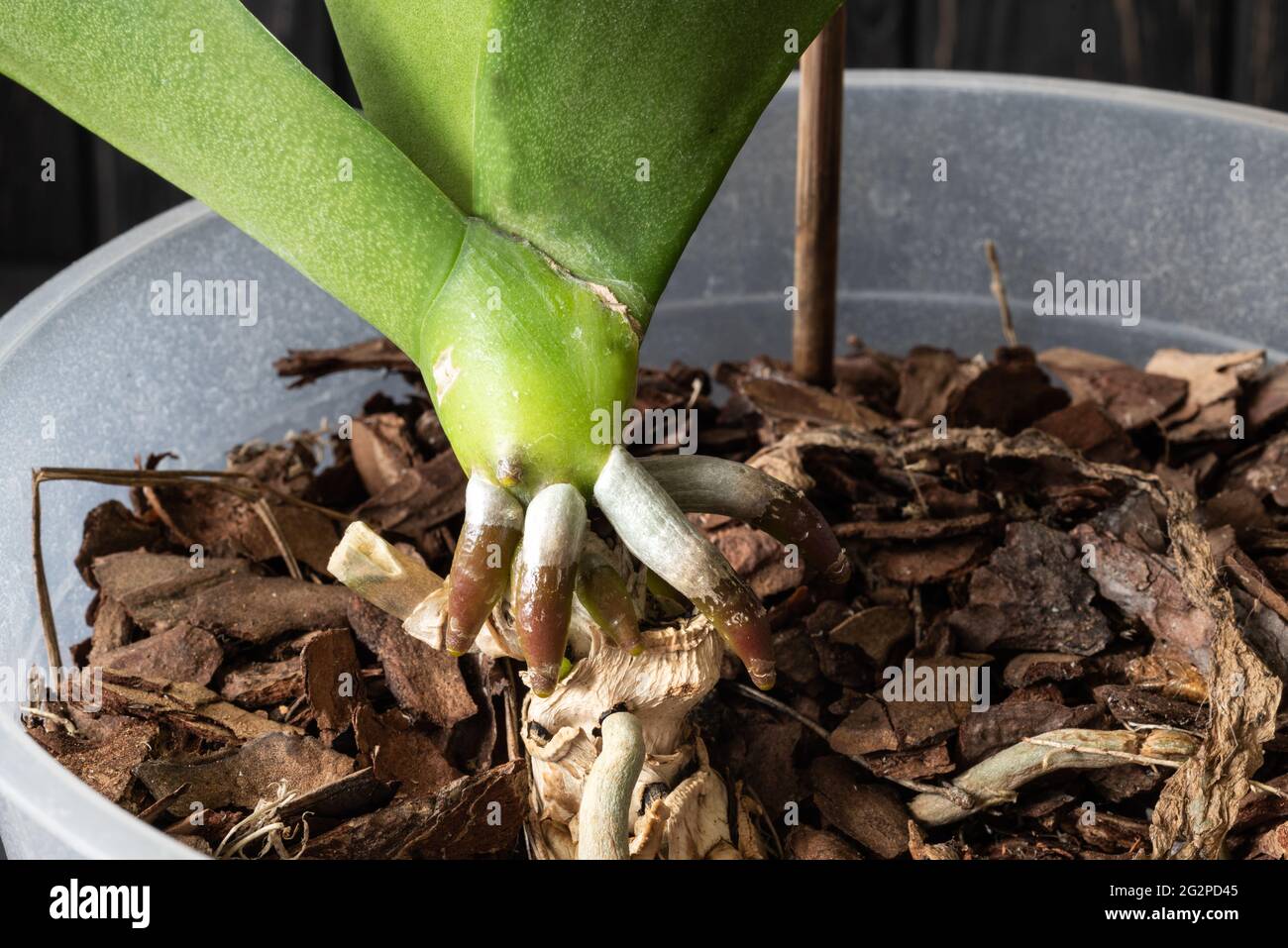 Wachsende Luftwurzeln der phaenopsis-Orchidee. Stimulation des Pflanzenwachstums. Stockfoto