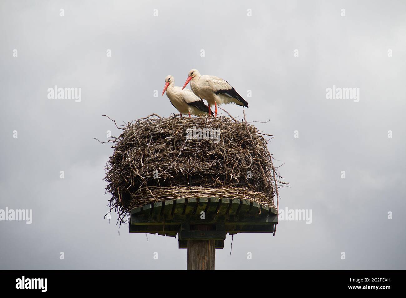 Zwei Störche in einem Nest, aus Ästen, auf einem Pfahl Stockfoto
