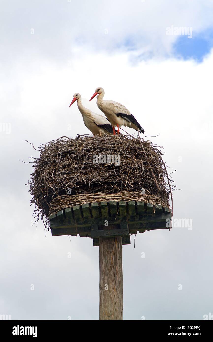 Zwei Störche in einem Nest, aus Ästen, auf einem Pfahl Stockfoto