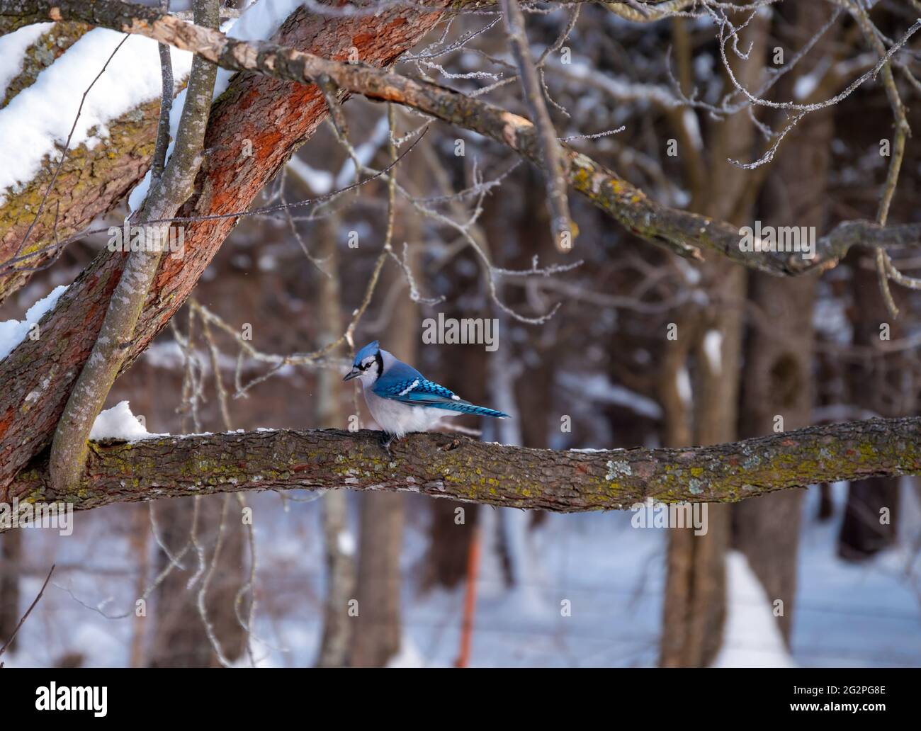 An einem kalten Wintertag in Missouri ruht dieser wunderschöne blaue eichelhäher friedlich auf einem Zweig eines Rotknospen-Baumes. Bokeh-Effekt. Stockfoto