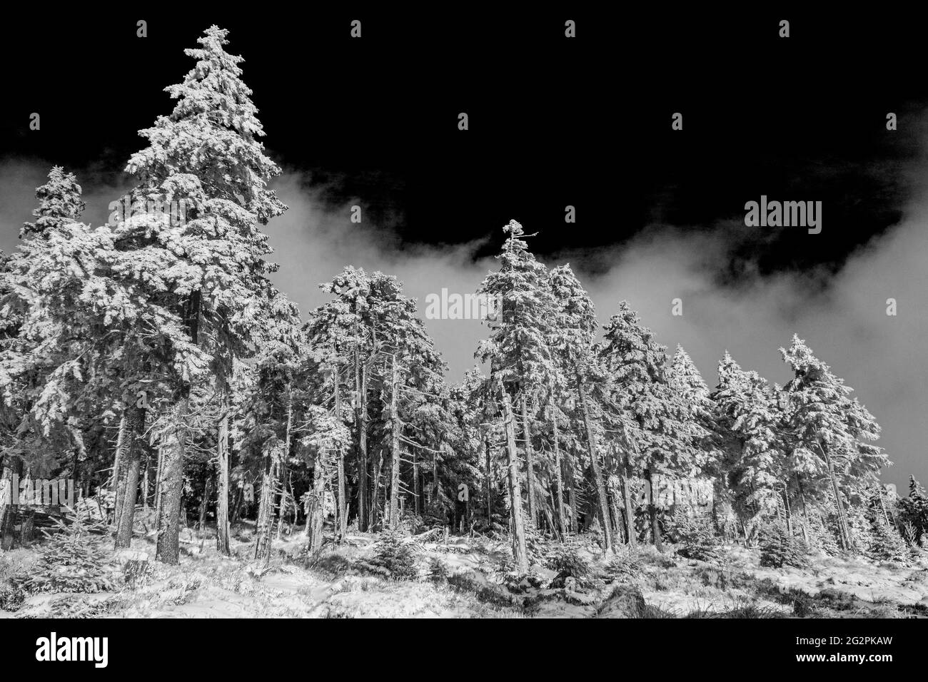 Schwarz-Weiß-Bild von schneebedeckten Tannen und Landschaft am Brocken im Harz Wernigerode Sachsen-Anhalt Deutschland Stockfoto