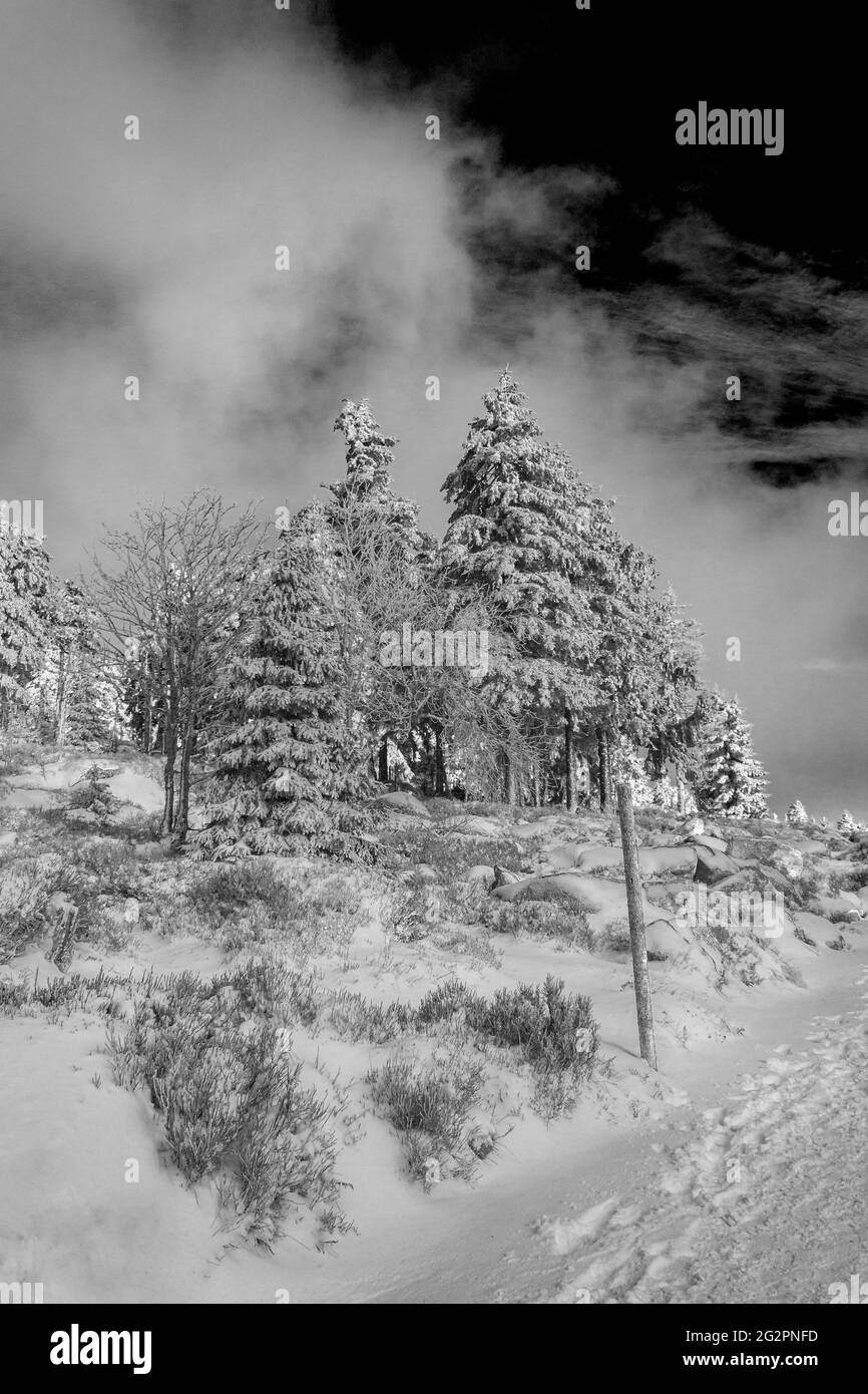 Schwarz-Weiß-Bild von schneebedeckten Tannen und Landschaft am Brocken im Harz Wernigerode Sachsen-Anhalt Deutschland Stockfoto