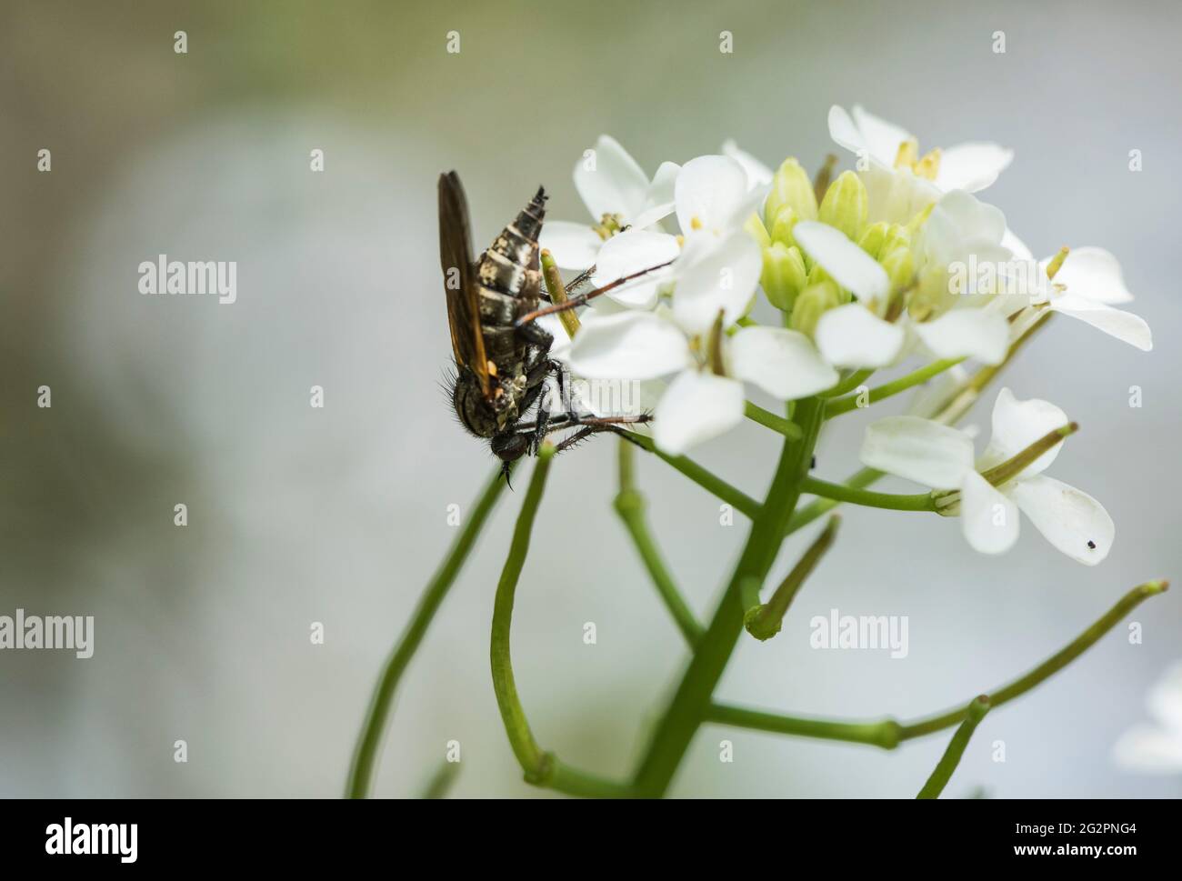 Tanzfliege (Empis sp. Wahrscheinlich tessellata) Stockfoto