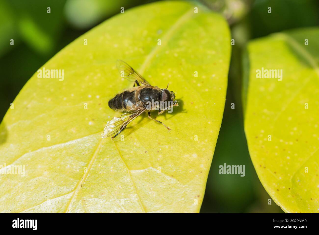 Drohne fliegen (Eristalis Tenax) Stockfoto