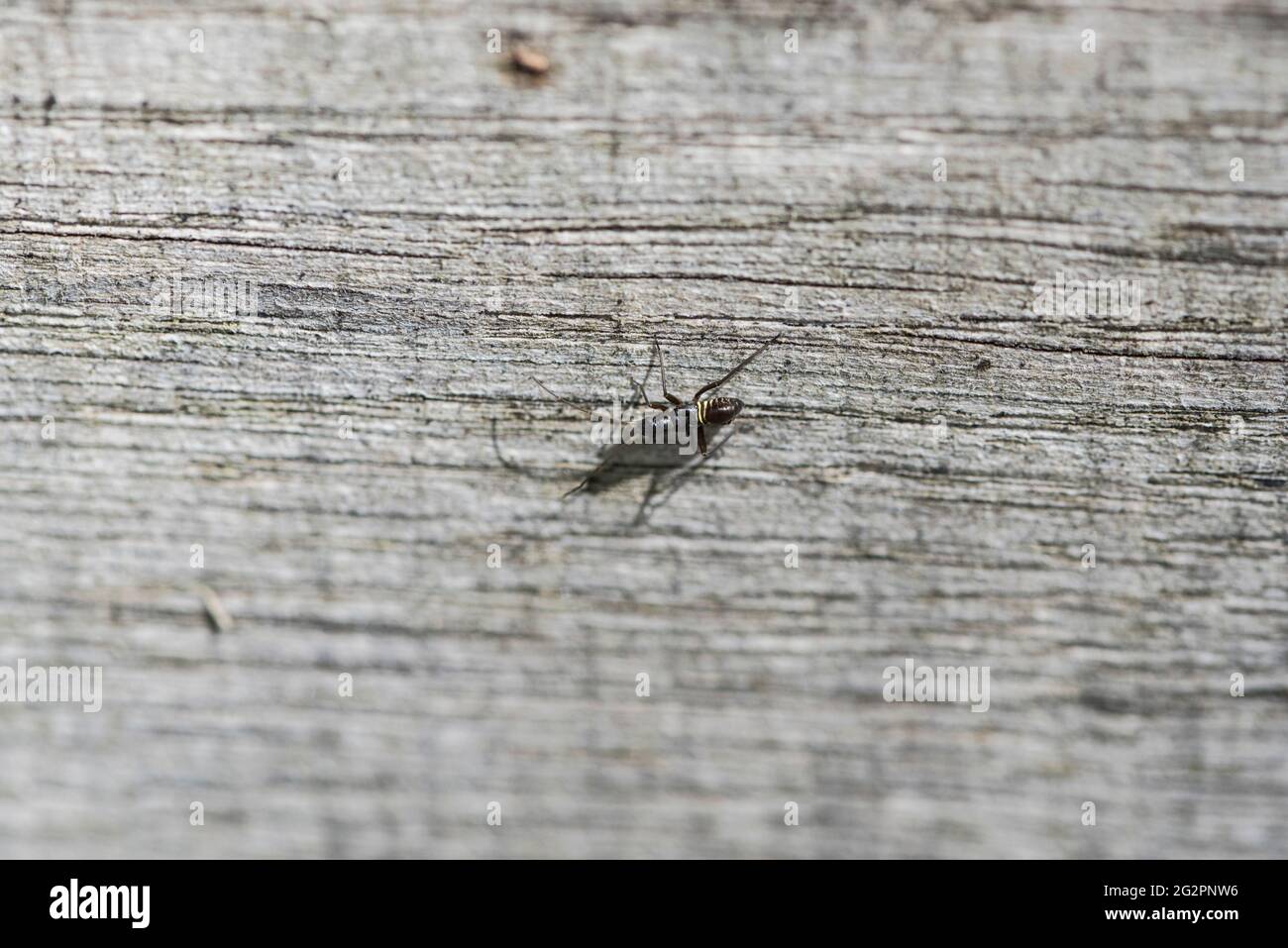 Nymphe des feinen gestreiften Bugkin (Miris striatus) Stockfoto