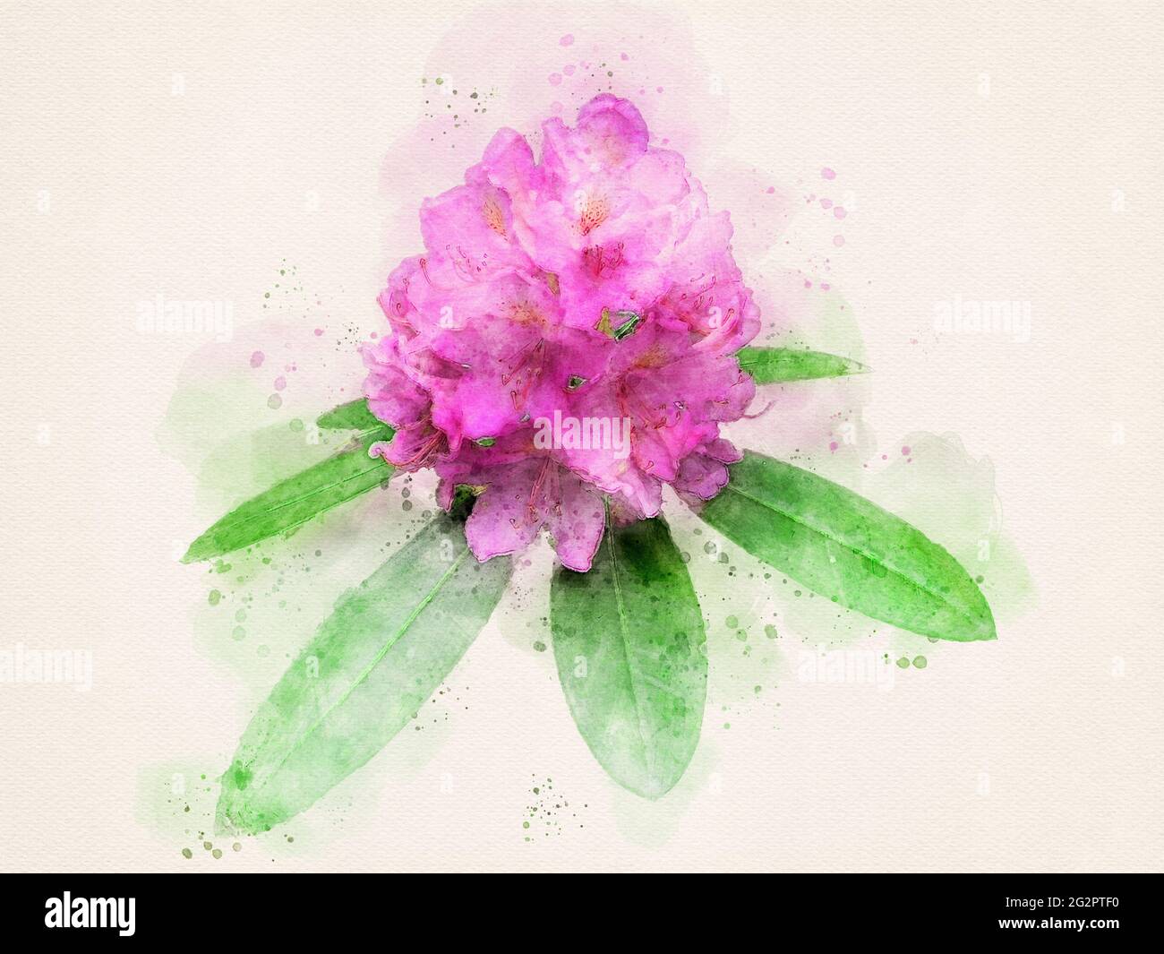 Rhododendron in Blüte. Rosa magentafarbene Blüte mit grünen Blättern. Aquarell Blume, Aquarell Illustration. Stockfoto