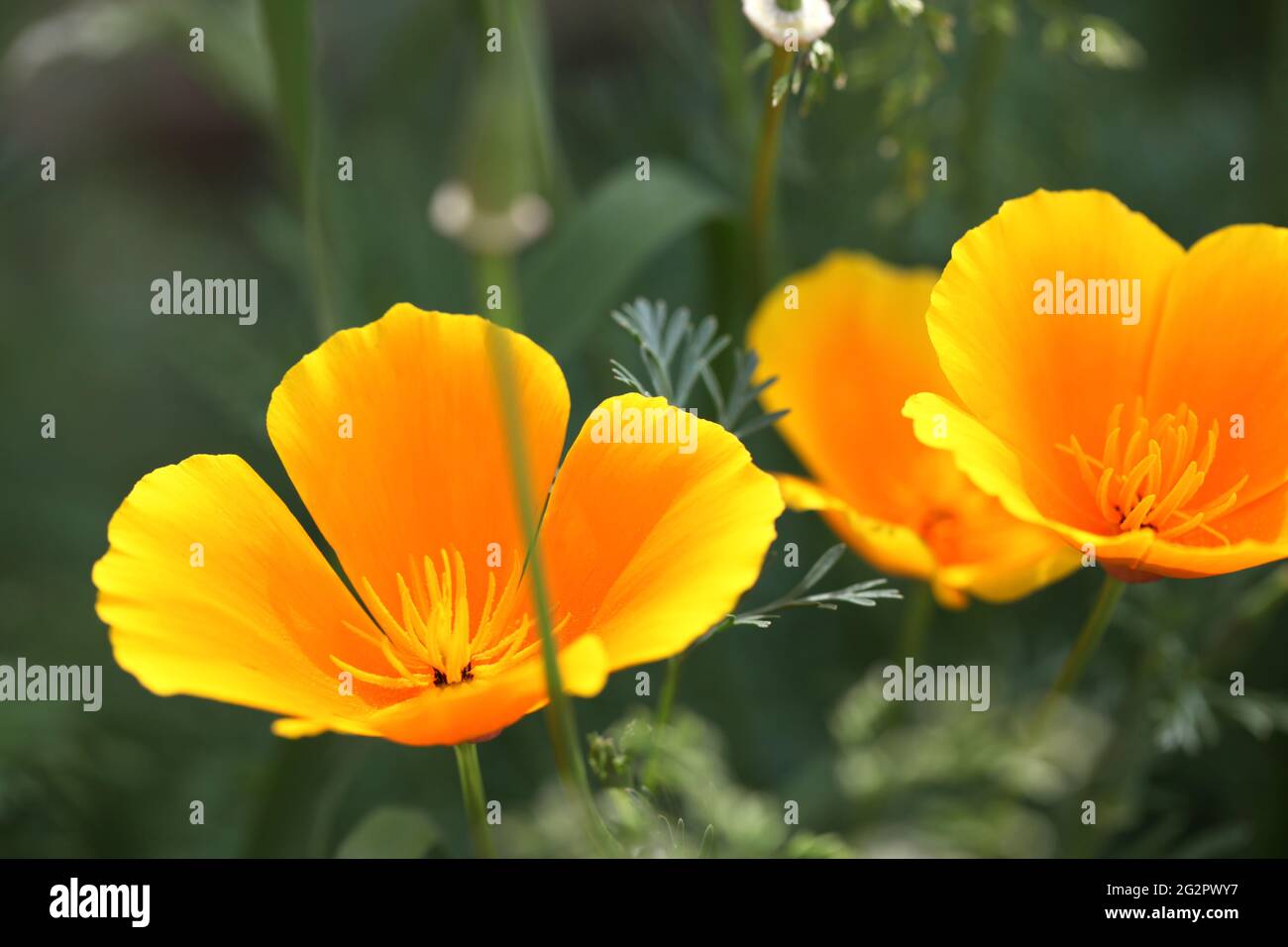 Kalifornische Mohnblumen / Eschschscholzia californica, Stockfoto