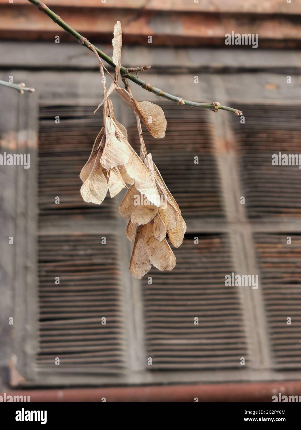 Ein Zweig mit kleinblättrigen Lindenkernen - der lateinische Name ist Tilia cordata vor dem Hintergrund eines alten Fensters mit hölzernen Fensterläden. Stillleben. Tr Stockfoto