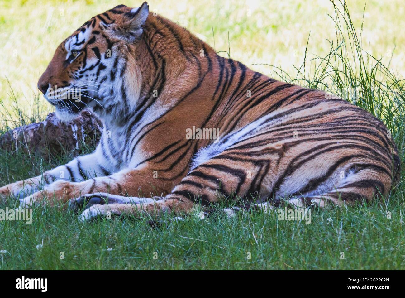 Tiger im Wildreservat in Italien Stockfoto