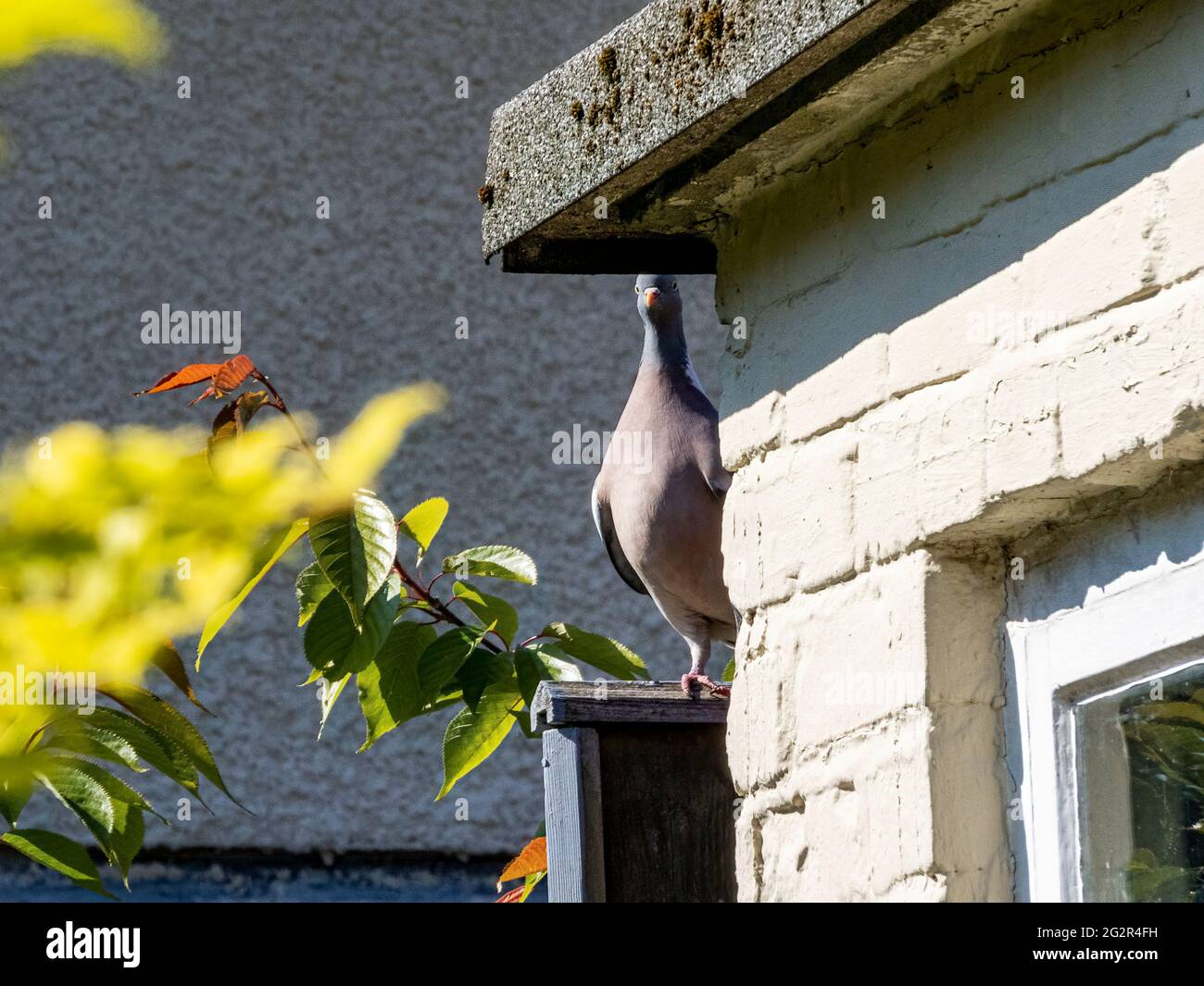 Taube auf einem Zaun im Garten Stockfoto