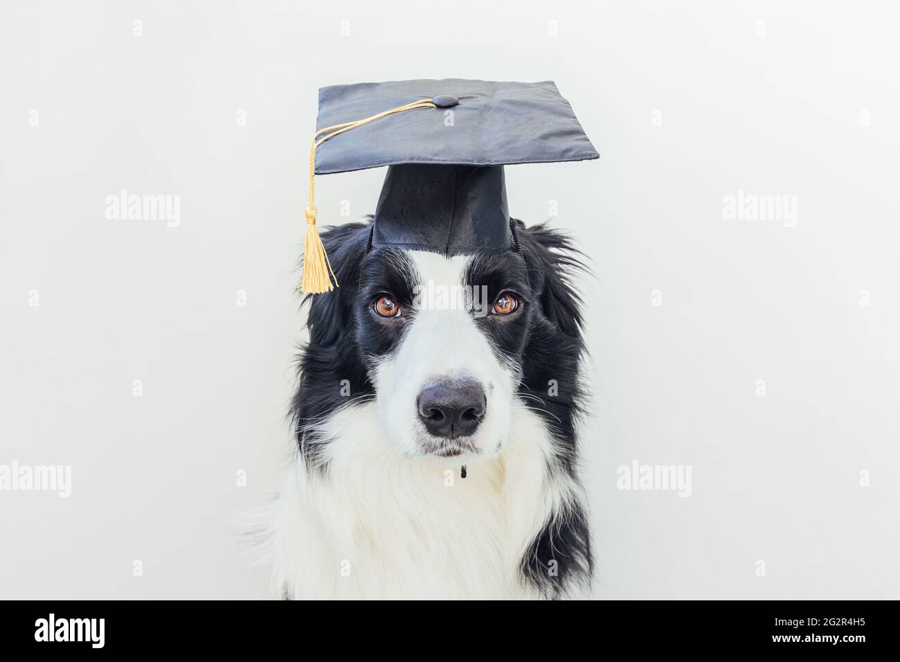 Lustige stolze Graduierung Hund Grenze Collie mit komischen Grad Hut isoliert auf weißem Hintergrund. Kleiner Hund in Abschlusskappe wie Student Professor Stockfoto