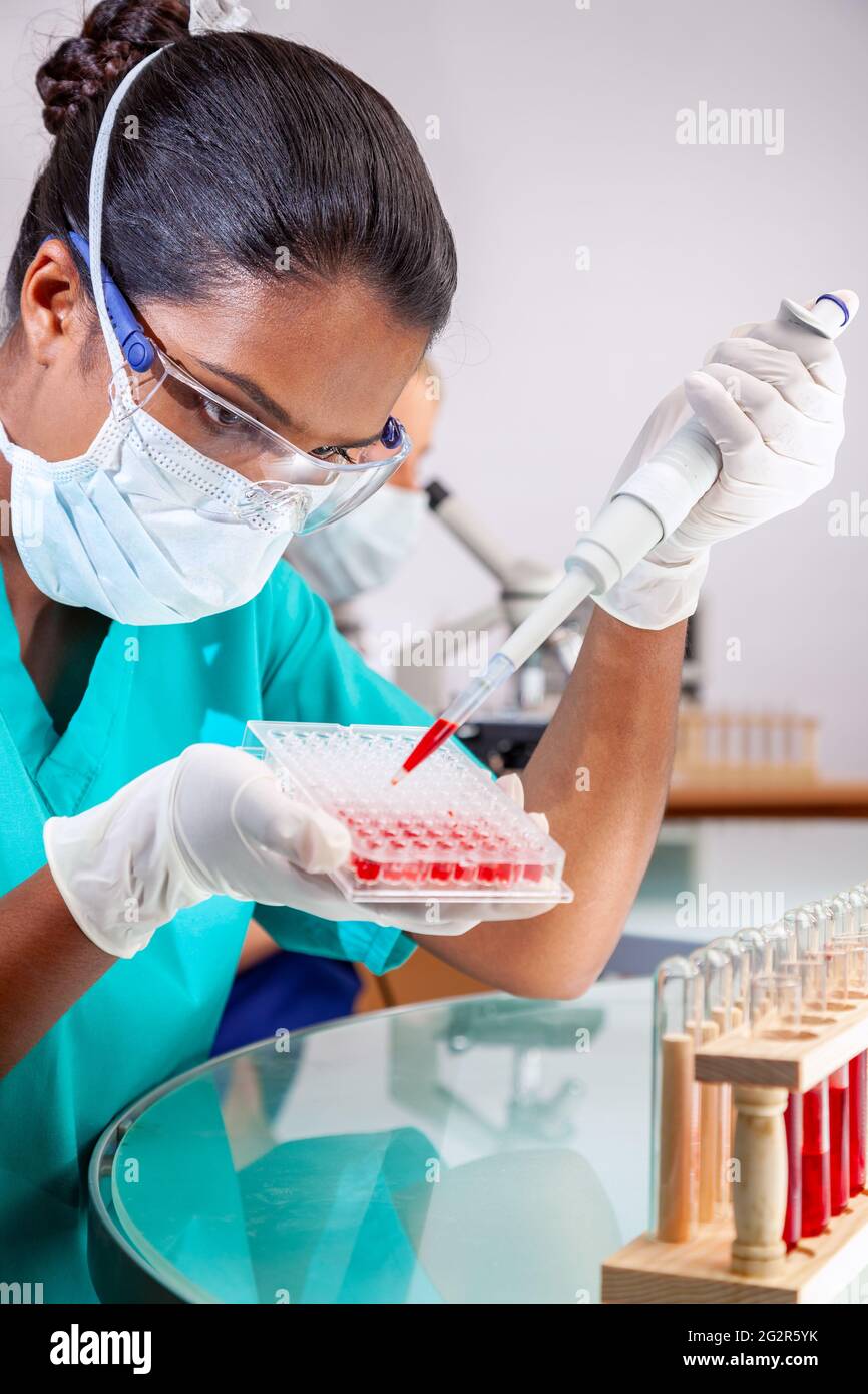 Weibliche asiatische medizinische oder wissenschaftliche Forscherin oder Ärztin, die eine Pipette und ein Probentablett verwendet, um Blutproben in einem Labor mit ihrem blonden weiblichen Kol zu testen Stockfoto
