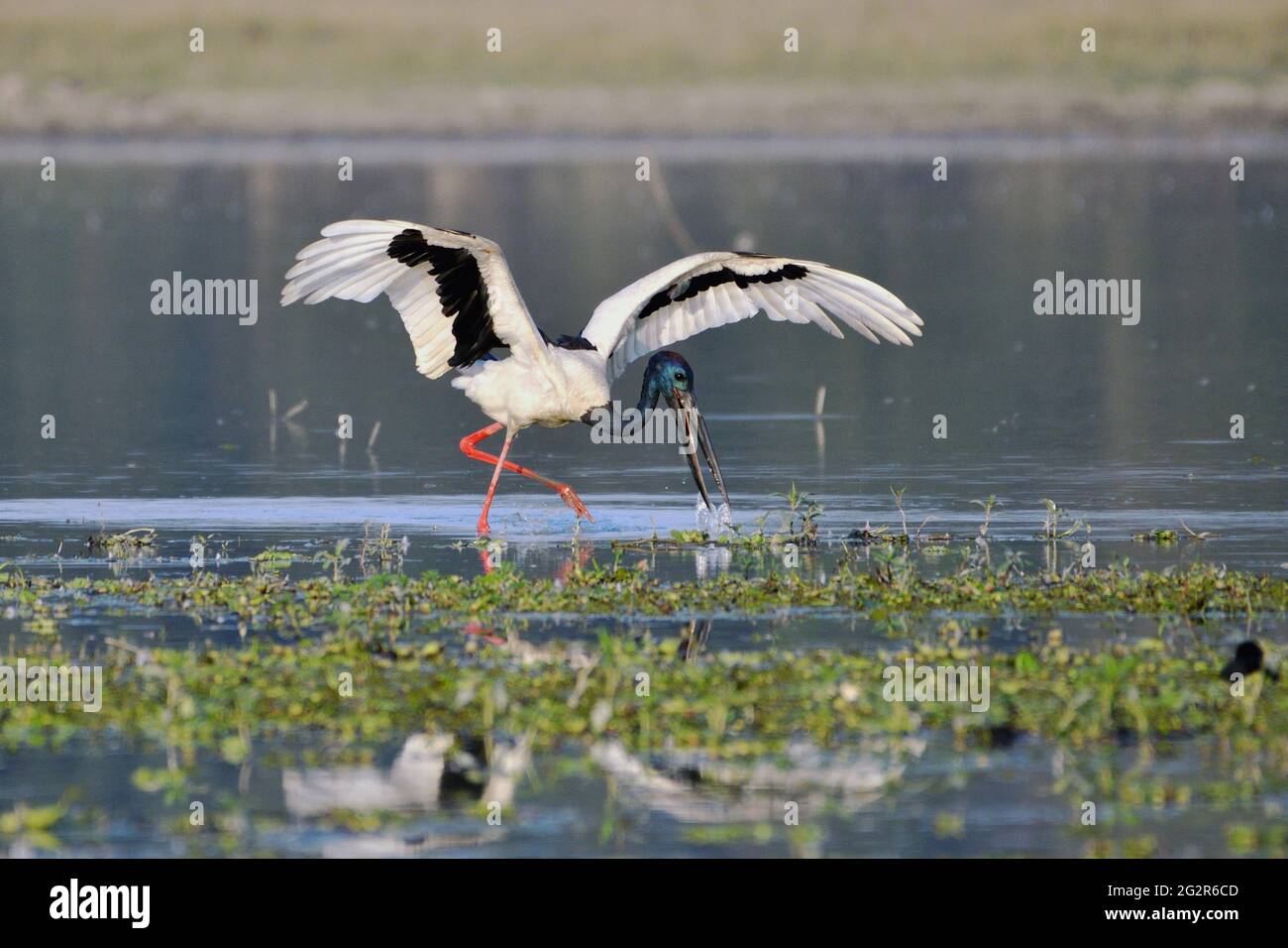 Schwarzhalsstorch-Vogel Ist Angeln Im Feuchtgebiet Stockfoto