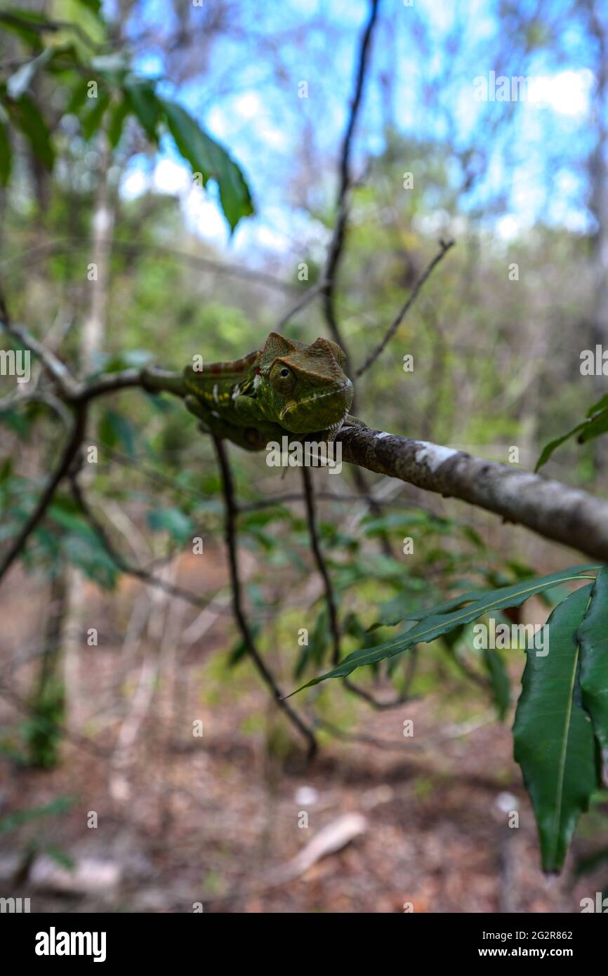 Wildes Kamelett im tsingy Nationalpark Stockfoto