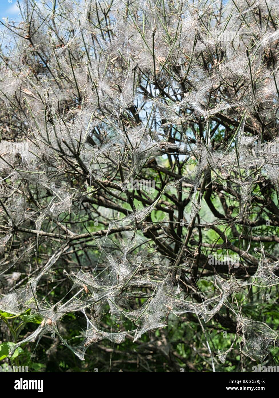 Hermine Moth Entlaubung von Heckenpflanzen Stockfoto