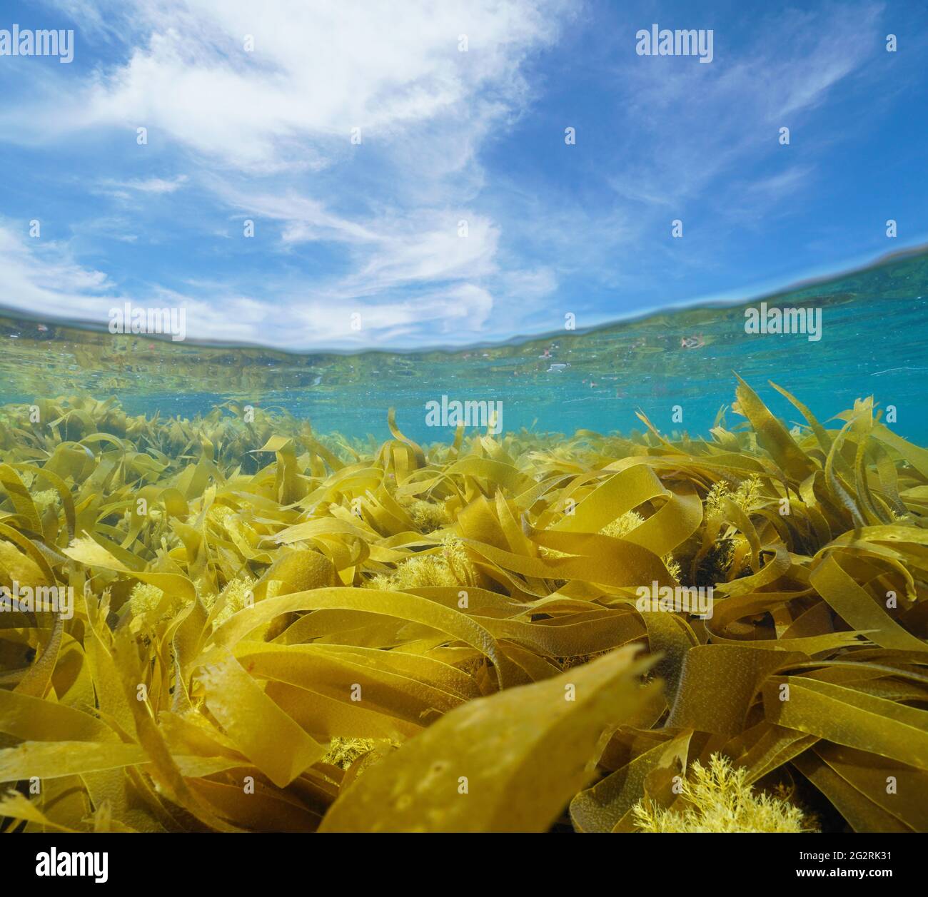 Meereslandschaft mit Algen Algen Algen Unterwasser Meer und blauer Himmel mit Wolke, Split-Ansicht über und unter Wasseroberfläche, Atlantik Stockfoto
