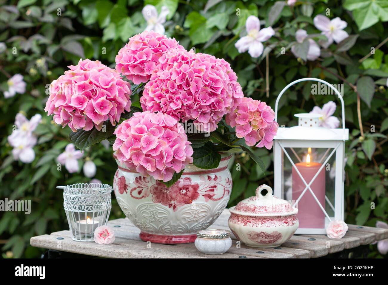 Sommer Gartendekoration mit rosa Hortensien und Laterne Stockfoto