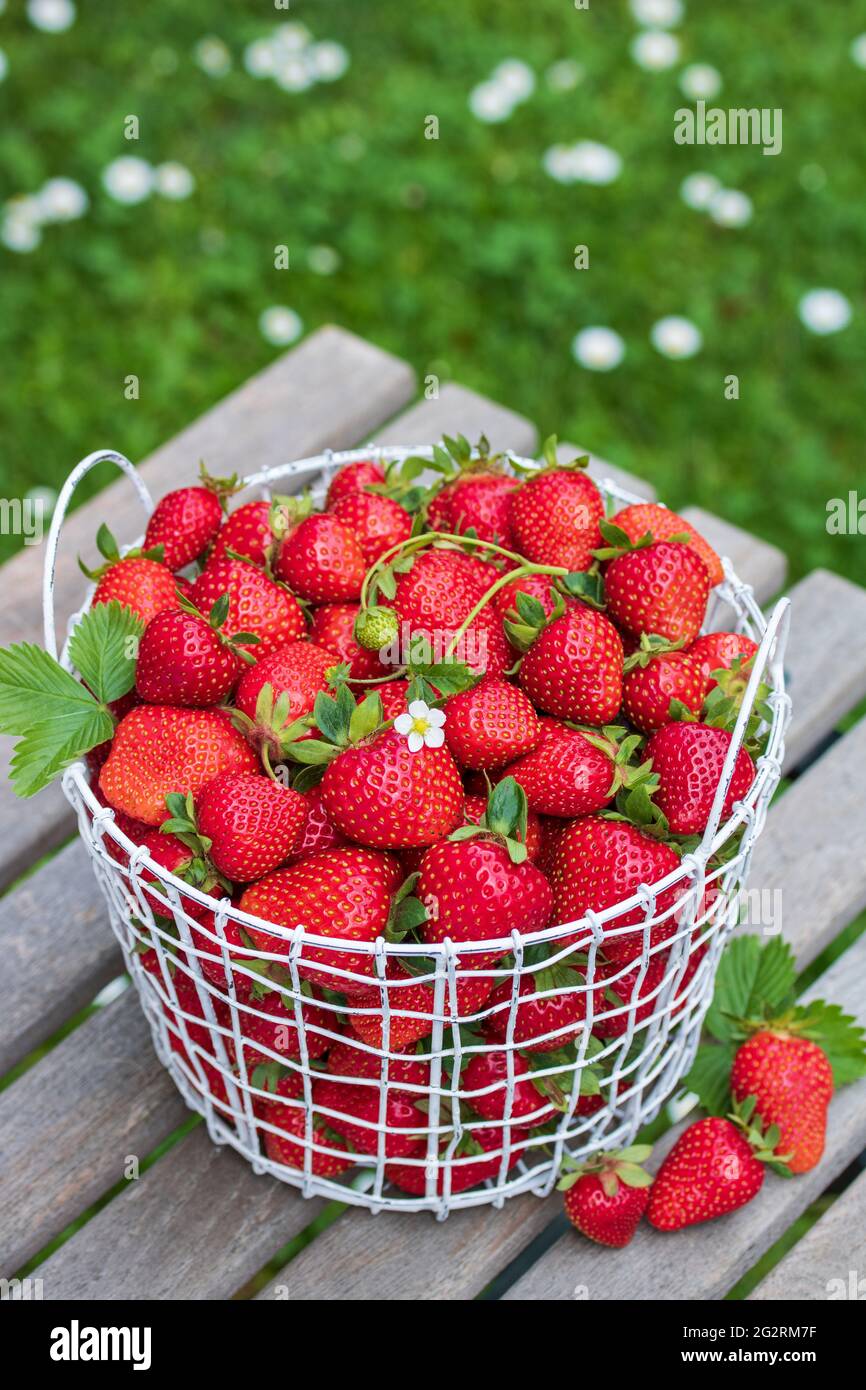 frische Erdbeeren im Korb Stockfoto