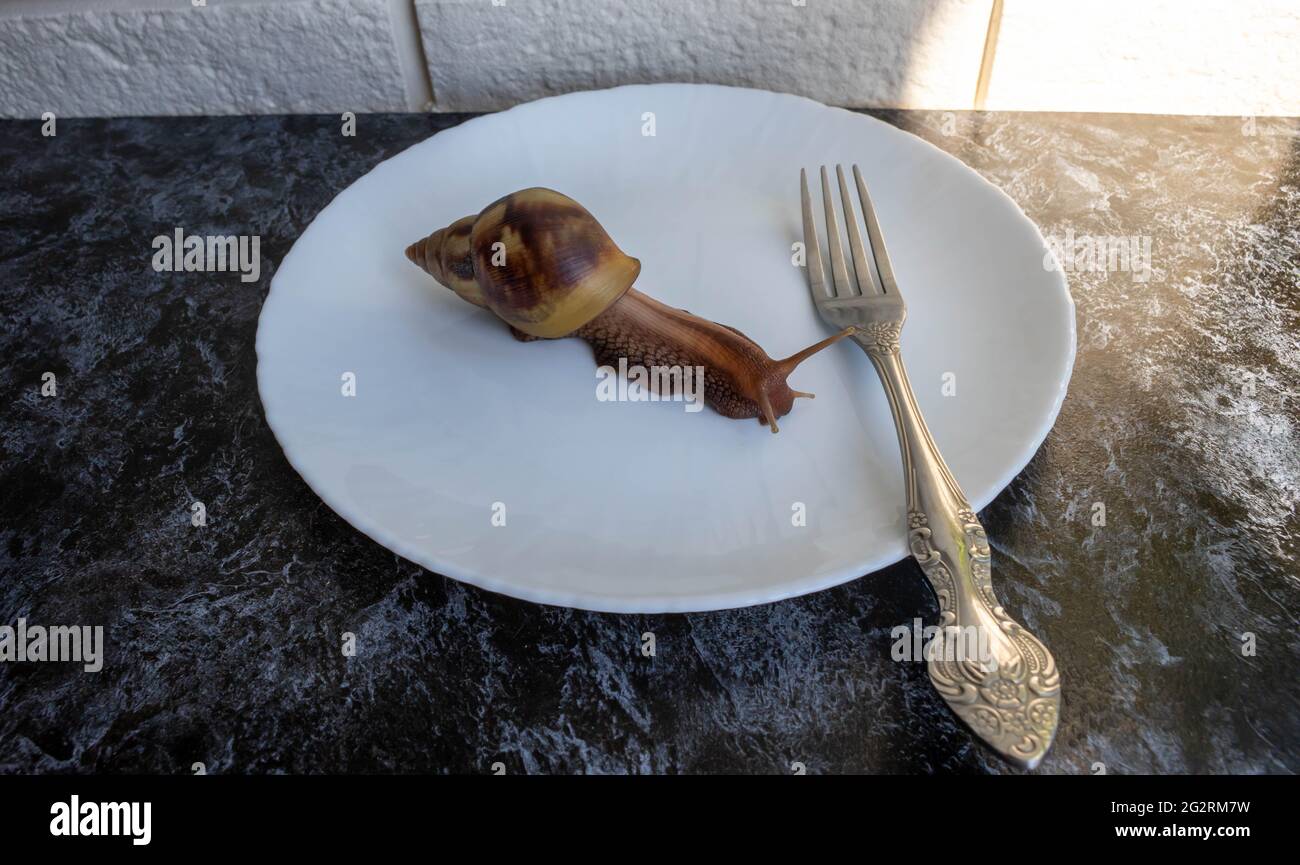 Mollusken Molluskenschnecke Stockfotos und bilder Kaufen Alamy