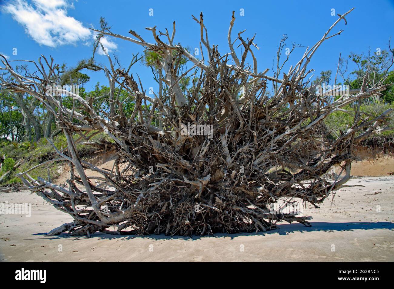 Wurzelballen eines gefallenen Baumes am Strand Stockfoto