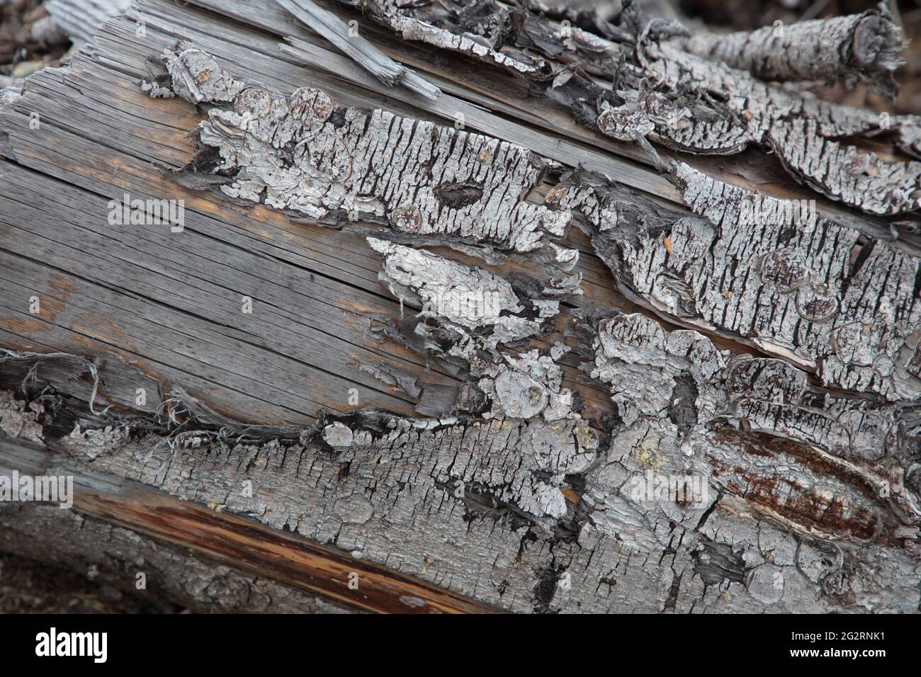 Eine wunderschöne, hochauflösende Detailaufnahme von Rinde aus einem Baumstamm Stockfoto