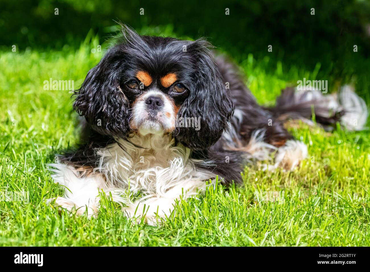 Ein Hund Kavalier König charles, ein niedlicher Welpe liegt im Garten Stockfoto