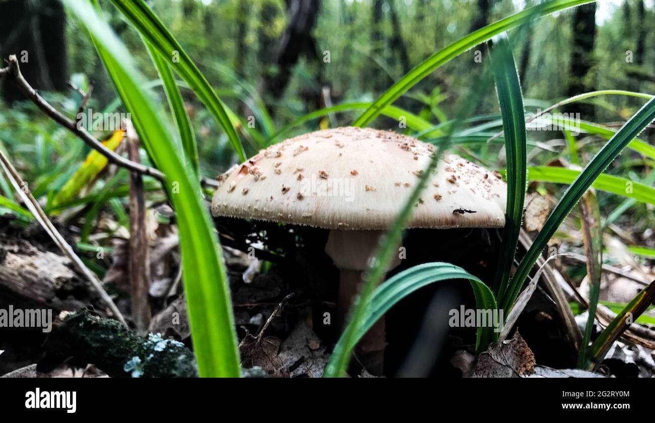 Ein Waldpilz. Pilzpilz im Wald. Stockfoto