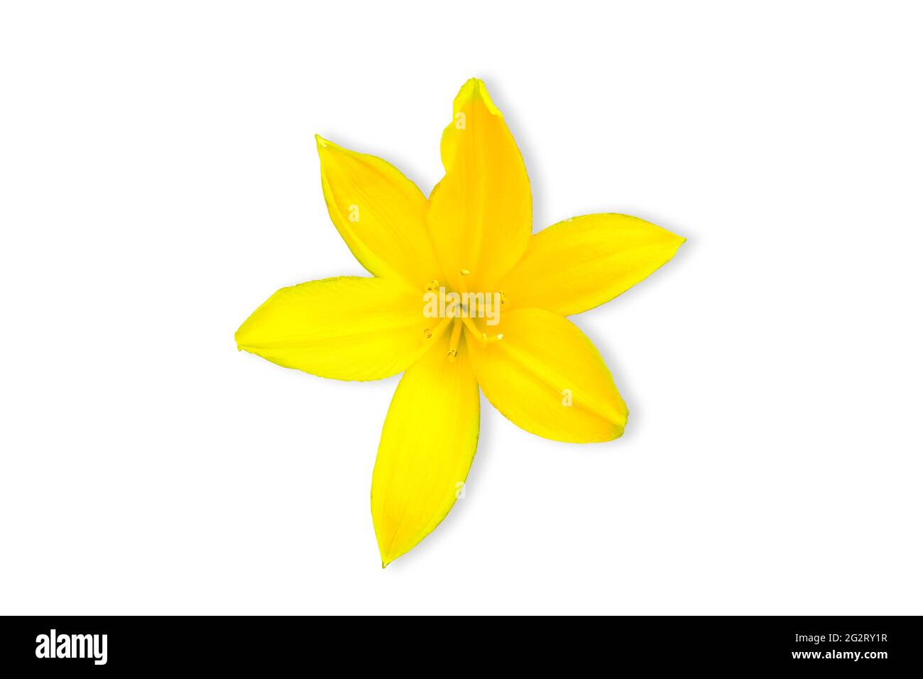Hemerocallis lilioasphodelus. Blühende mehrjährige Kraut die Art der Gattung, Familie Silanikove Daylilies Hemerocallidaceae. Gelbe lili isoliert Stockfoto