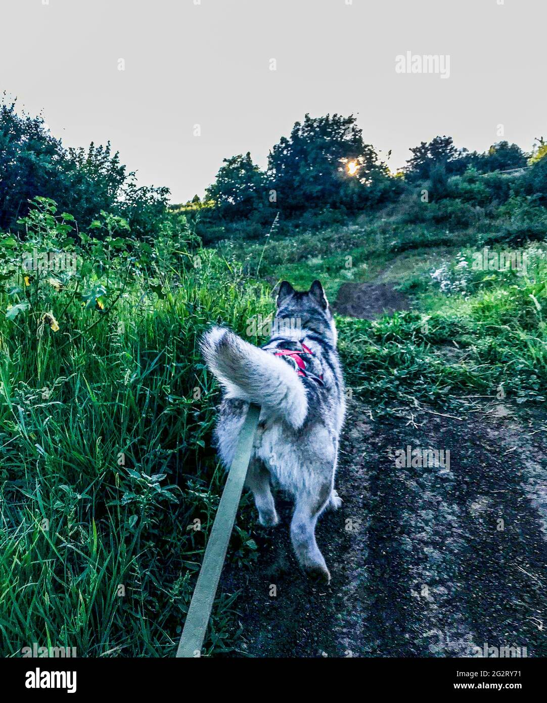 Rote Malamute Stockfotos Und Bilder Kaufen Alamy