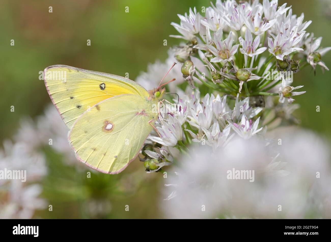 Orangensulfur, Colias eurythem, Nektarierung aus Wiesenklaub, Allium canadense Stockfoto