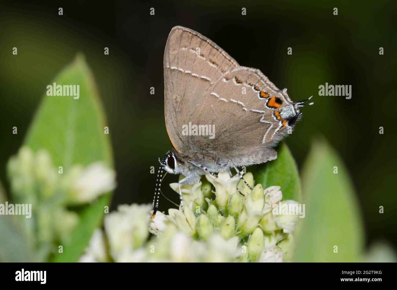 Eiche Hairstreak, Satyrium Favonius, Nektar aus indischem Hanf, Apocynum Cannabinum Stockfoto