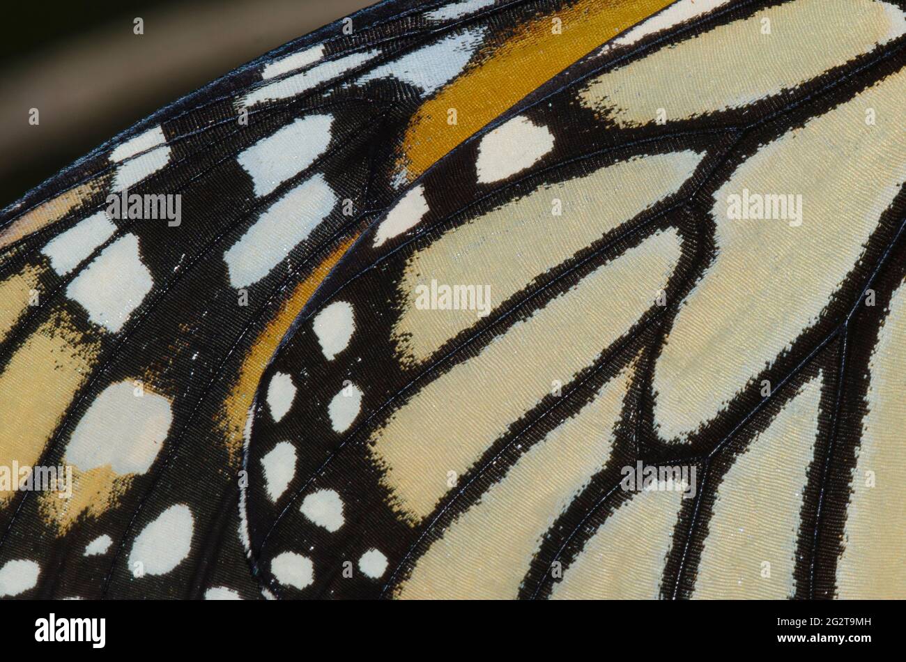 Monarch, Danaus plexippus, Flügeldetails Stockfoto