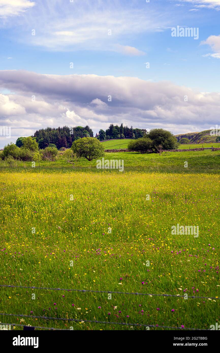 Blumenwiese in Upper Teesdale, County Durham, England, im Frühling Stockfoto