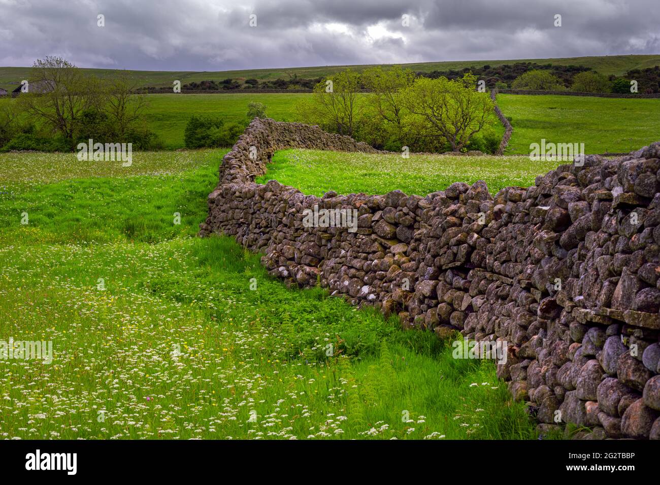 Typische Trockensteinmauer in den North Pennines, County Durham, England, im Frühjahr Stockfoto