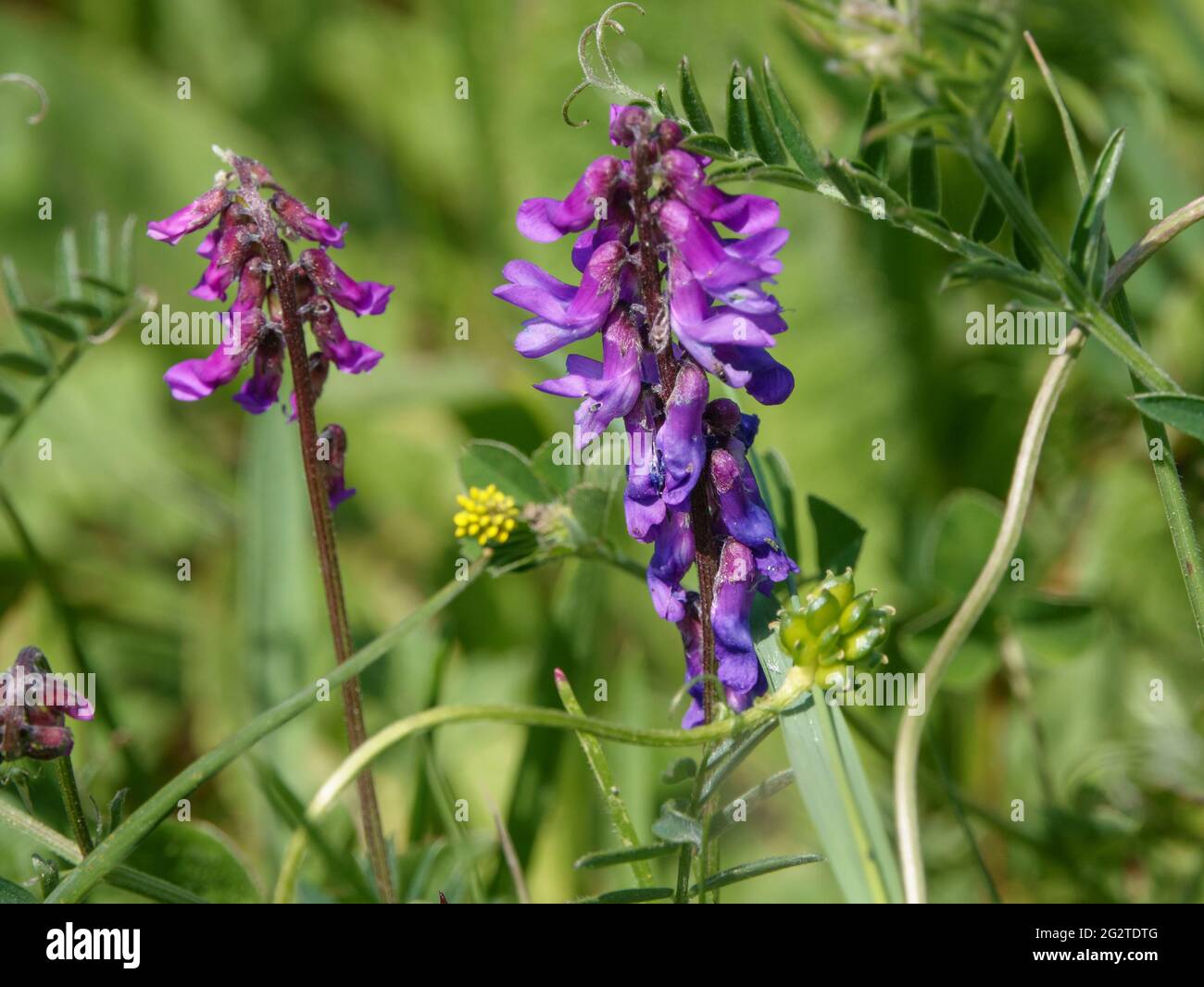 Tufted Vetch (Vicia cracca), auch bekannt als Katzenerbsen, Kuh-Vetch, Finger-und-Daumen und Vogel-Vetch, die wild auf Salisbury Plain Grasland in Wiltshi wachsen Stockfoto