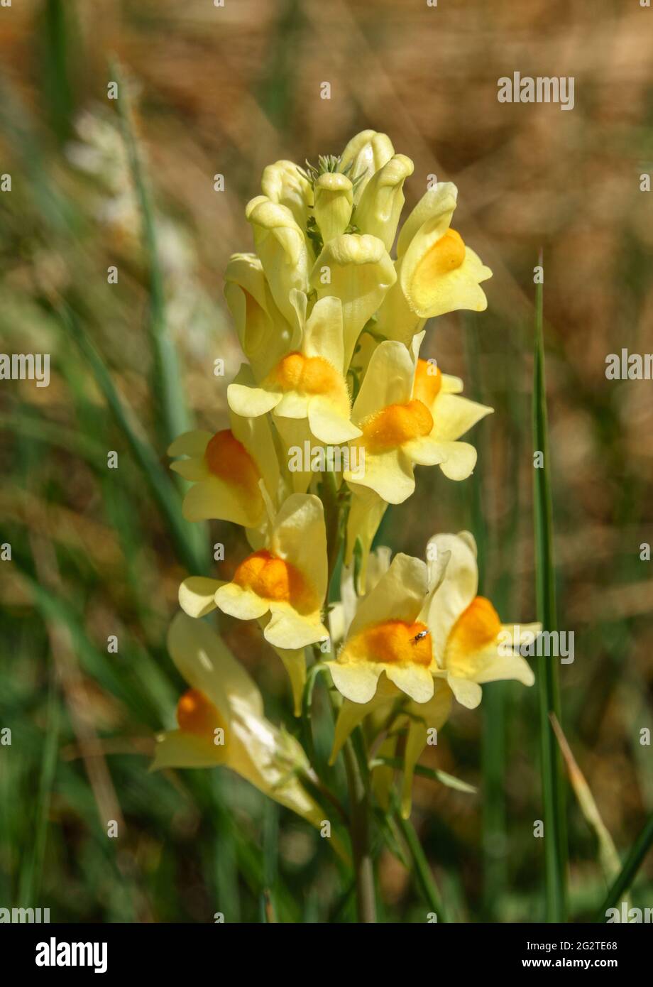 Leuchtend gelbe Krötling (Linaria vulgaris, gewöhnlicher Krötling oder Butter und Eier) blüht auf den Chalklands der Salisbury Plain, Wiltshire UK Stockfoto