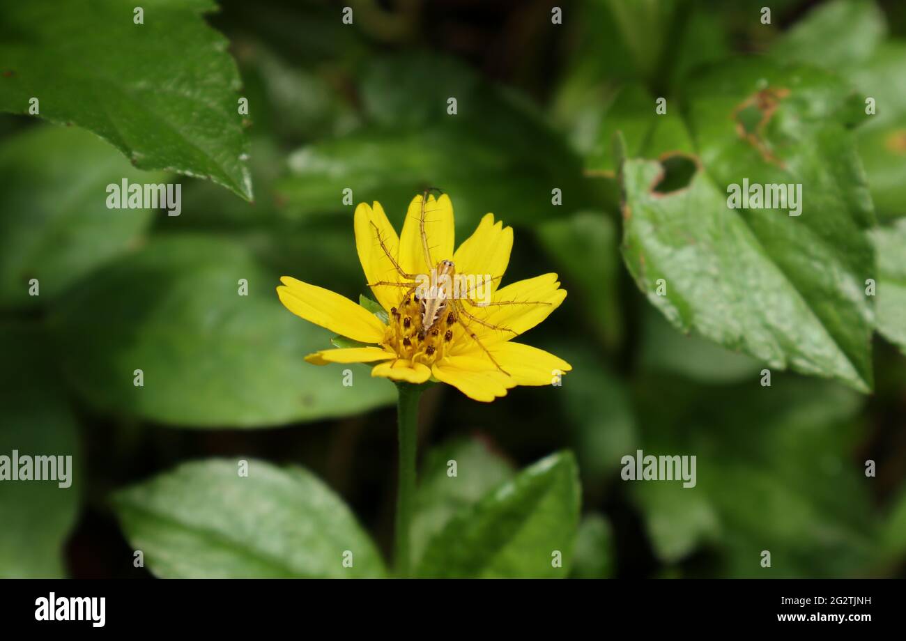 Eine Spinne tarnt sich als Pollen und bedeckt ganze Pollen auf einer gelben Blume und wartet darauf, Insekten zu fangen, die auf der Suche nach Nektar kommen Stockfoto