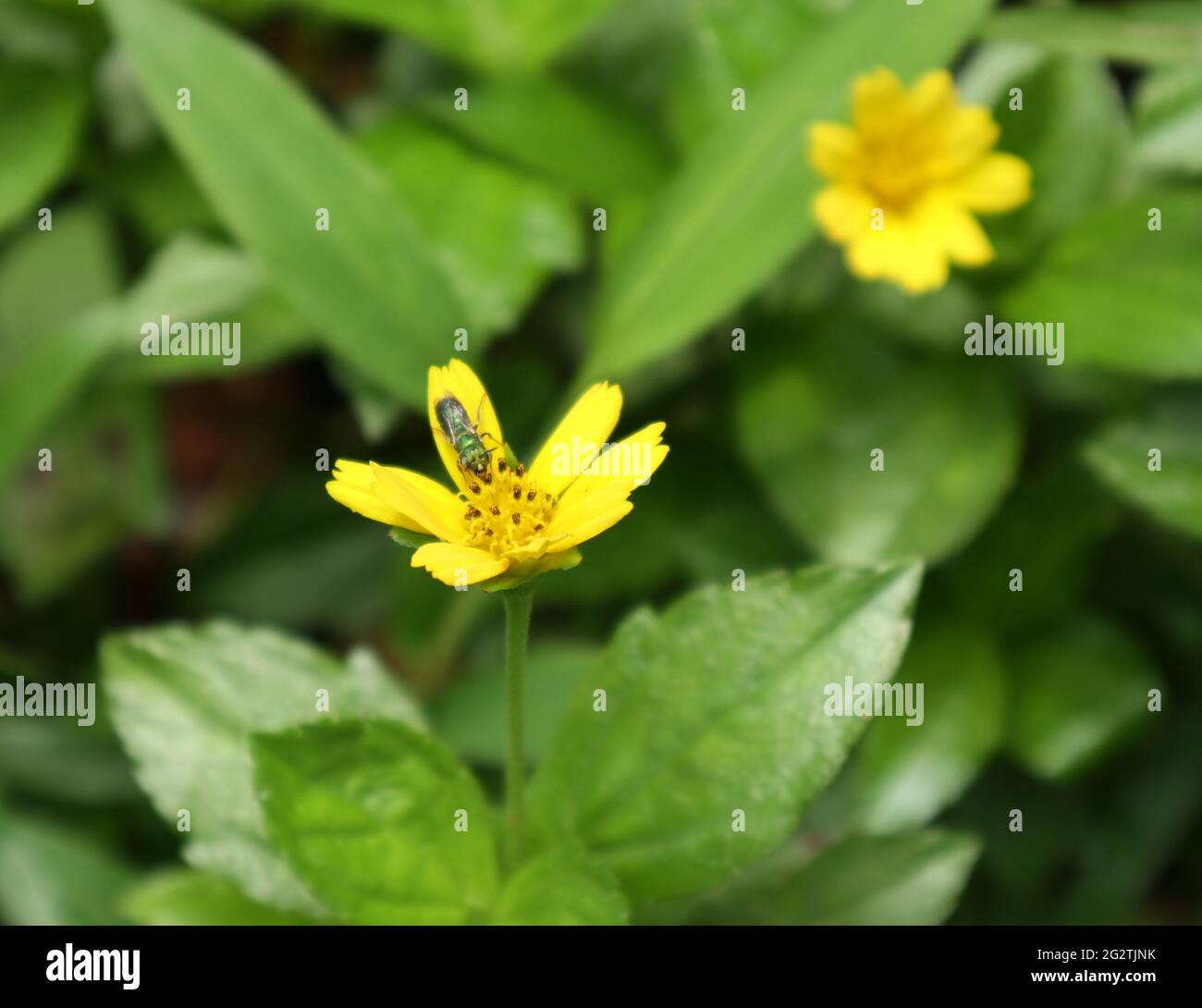 Eine metallisch grüne Schweißbiene, die mit Proboscis und Zunge auf einer gelben Blume füttert Stockfoto