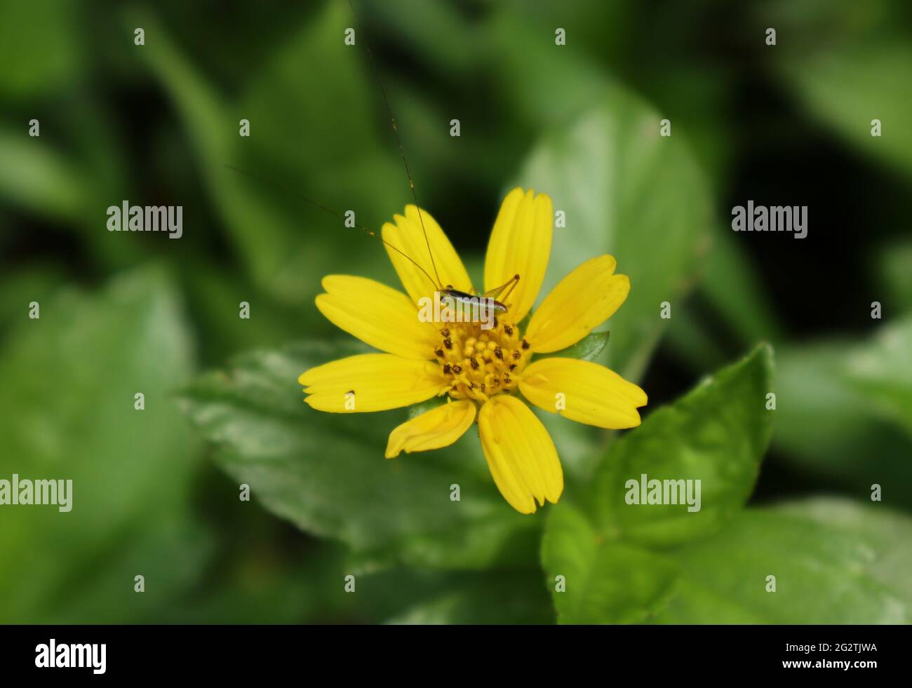 Eine kleine grüne Heuschrecke mit einem schwarzen Streifen am Körper ruht auf der gelben Blume Stockfoto