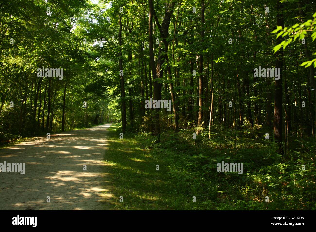 Sand Run Metro Park: Eine Reise durch den Wald Stockfoto