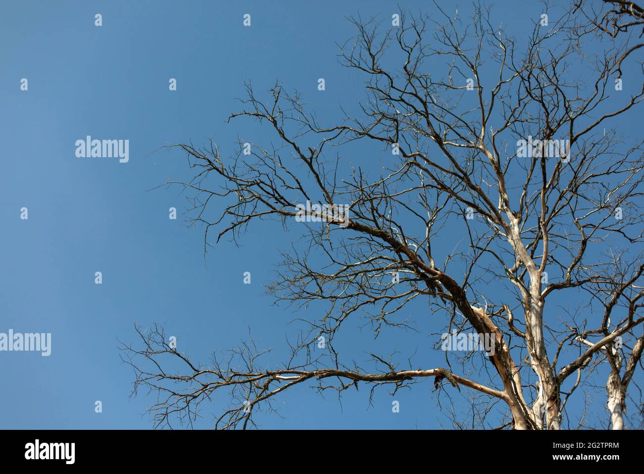 Trockene Eiche. Ein Baum gegen den Himmel. Trockene Äste ohne Blätter. Der Herbst ist gekommen oder der Frühling ist gekommen, die Blätter fehlen an den Ästen der Eiche. Stockfoto